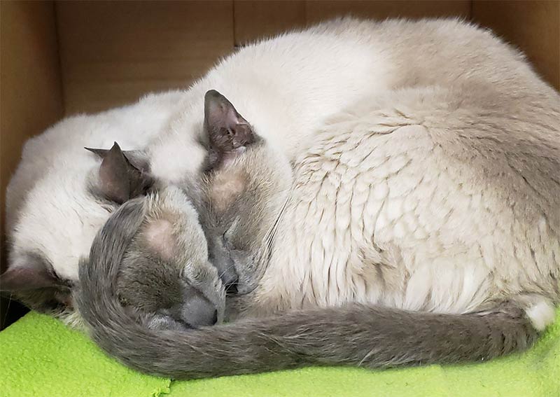 Carousel Slide 6: Cat veterinarians