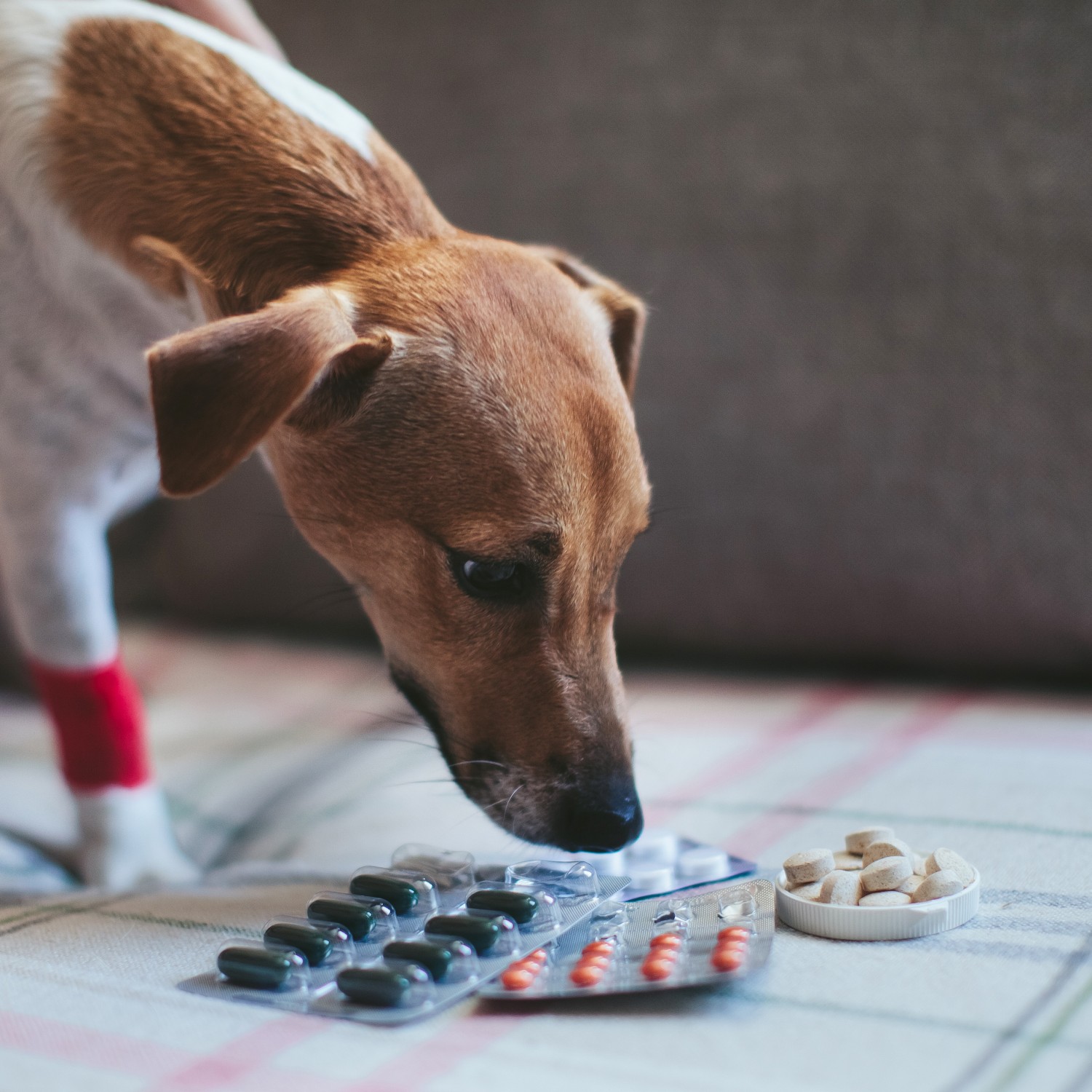 Dog with Pills