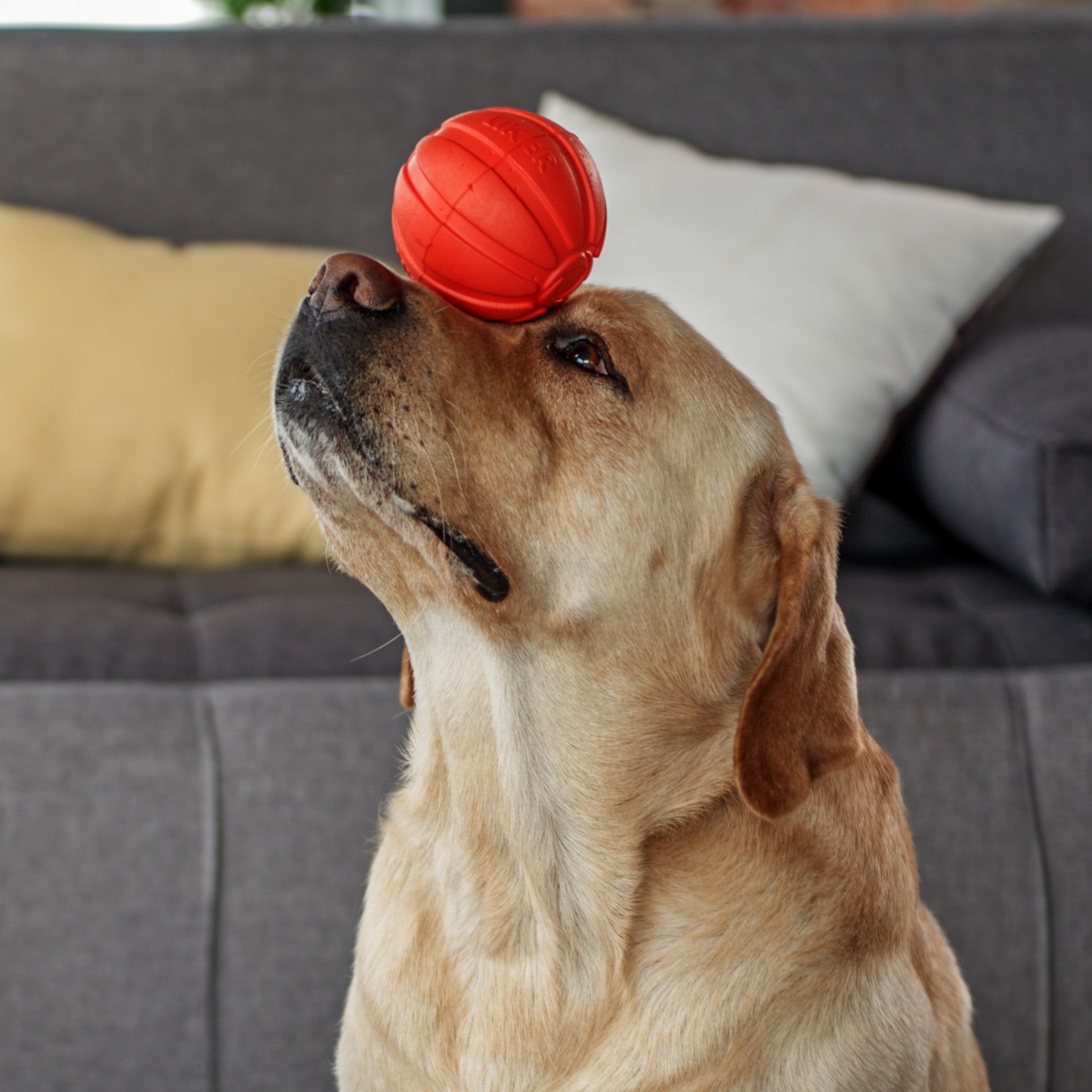 Dog with Ball
